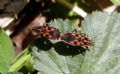 Spilostethus saxatilis